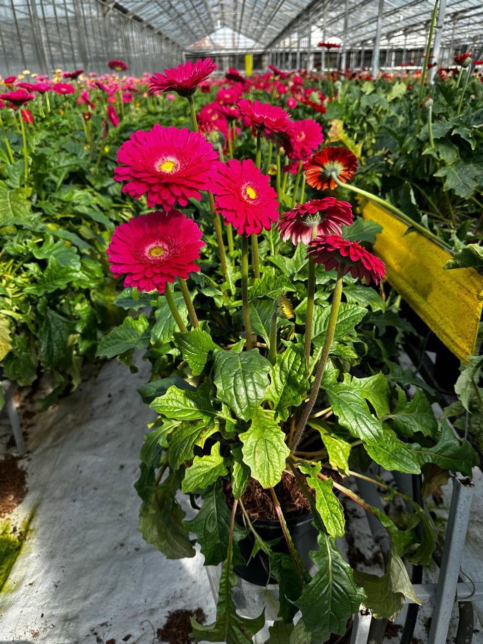 Gerbera Disc view 2