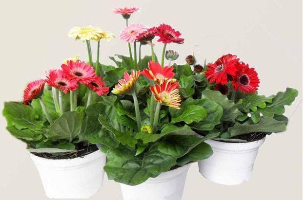 Gerbera Disc view 3