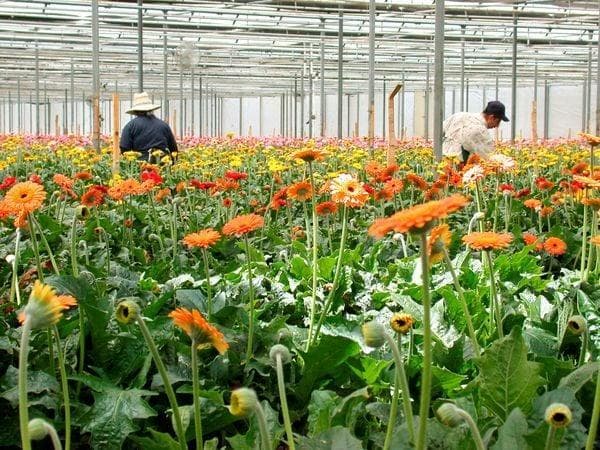 Gerbera Disc view 4