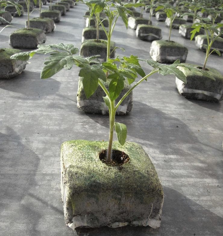 Coco Peat Grow Cube view 2