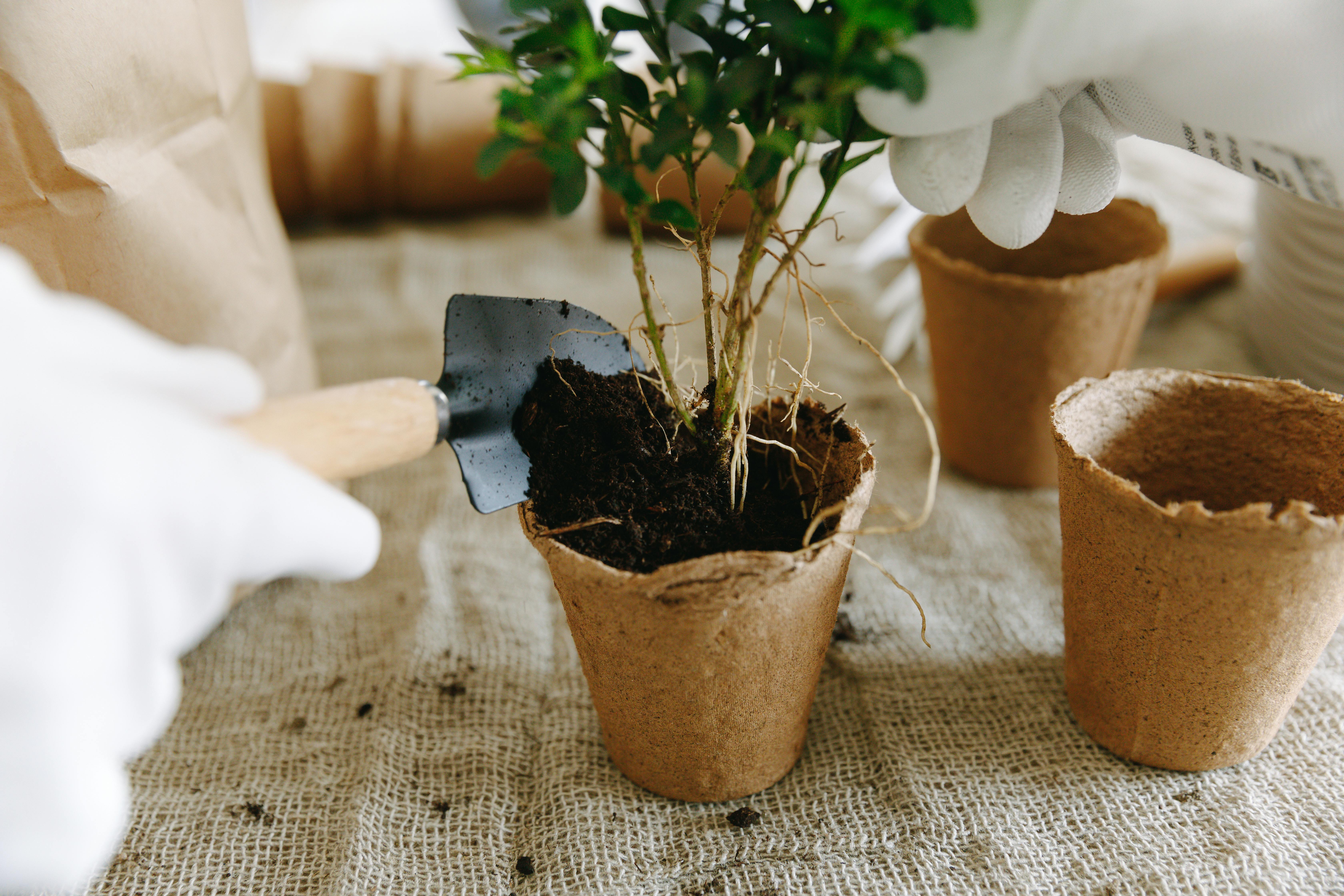A Worldwide Trusted Coir Substrate Provider