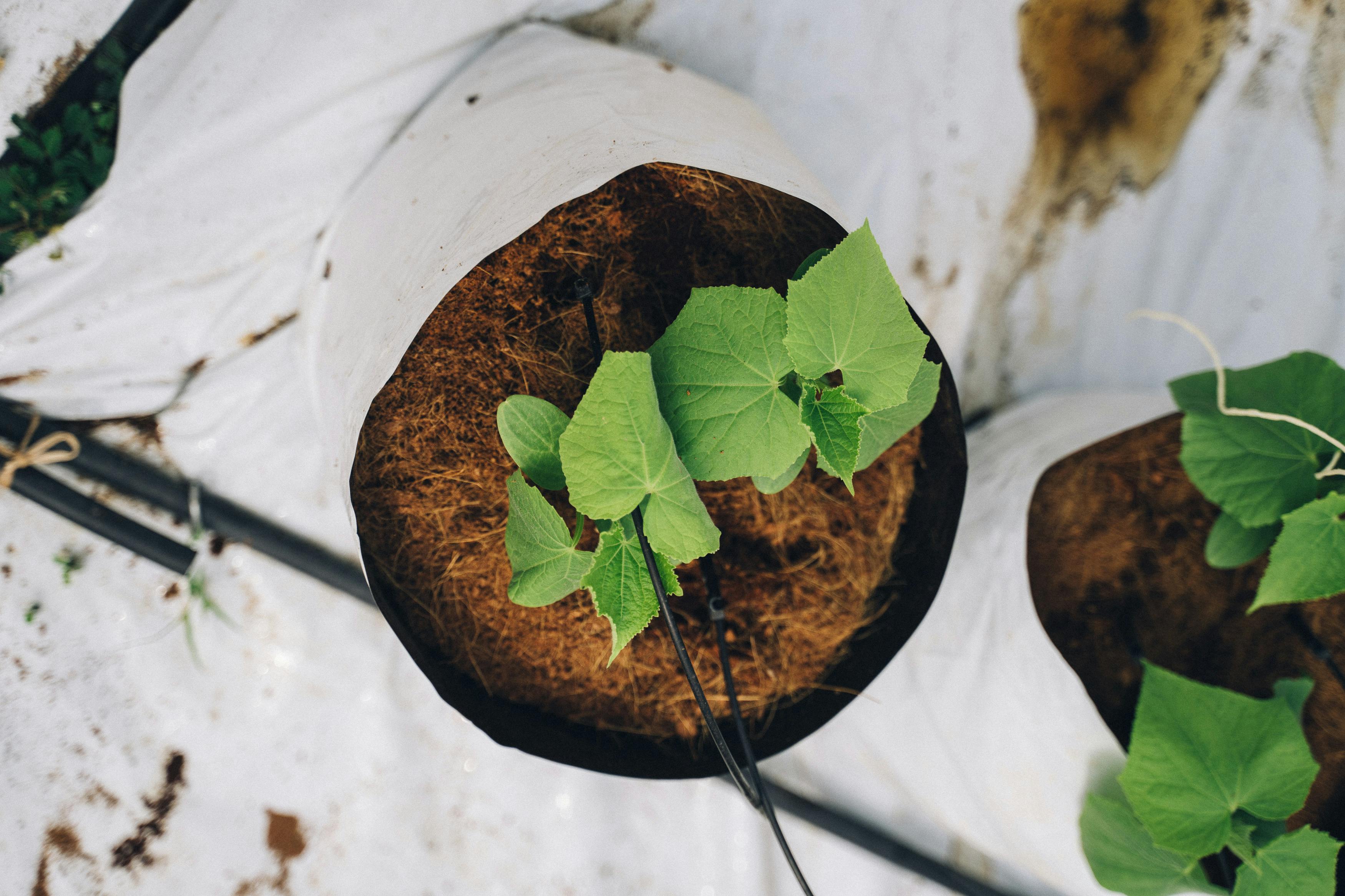 A Worldwide Trusted Coir Substrate Provider