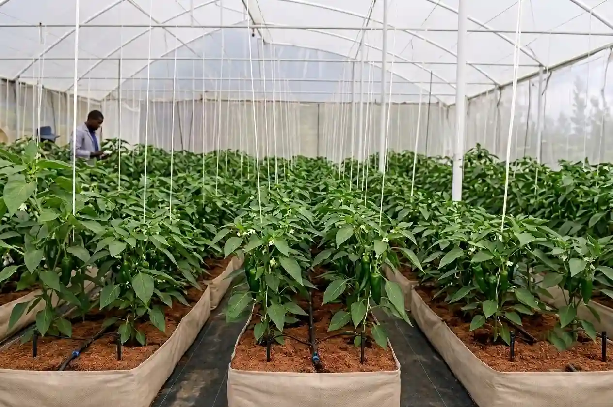 Greenhouse Horticulture