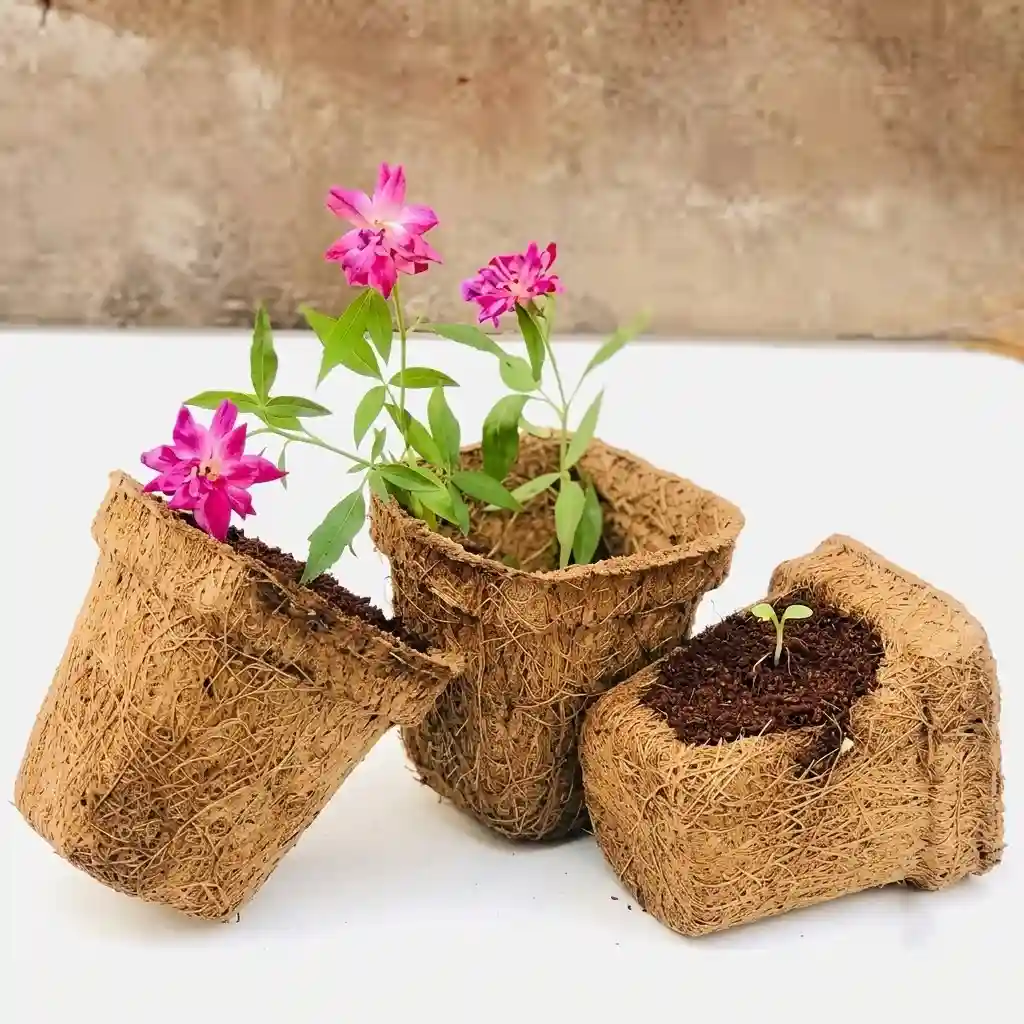 Nursery & Propagation